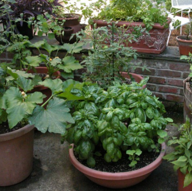 Urban vegetable garden growing veggies and herb in pots.PNG