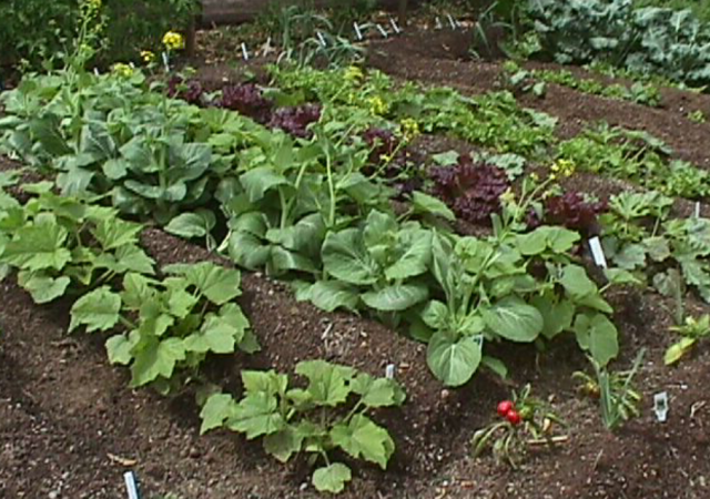 Vegetable fruits garden pictures.PNG