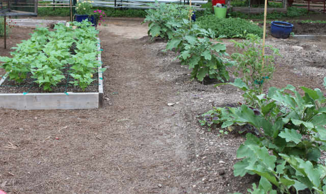 Vegetable garden with ground and island garden.PNG