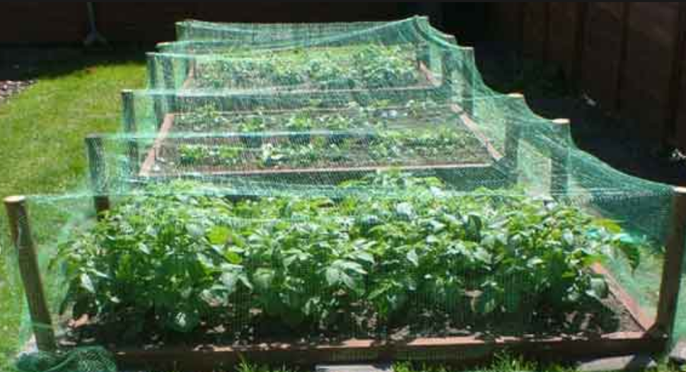 Vegetable gardening ideas pictures.PNG