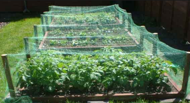 Vegetable gardening ideas pictures.PNG