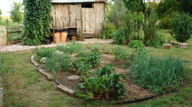 Island vegetables garden images.PNG