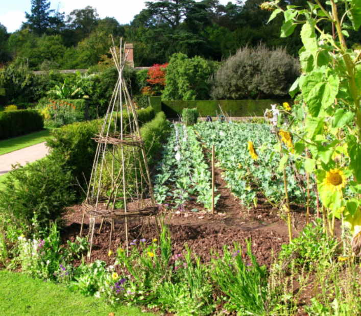 Large garden growing vegetables.PNG