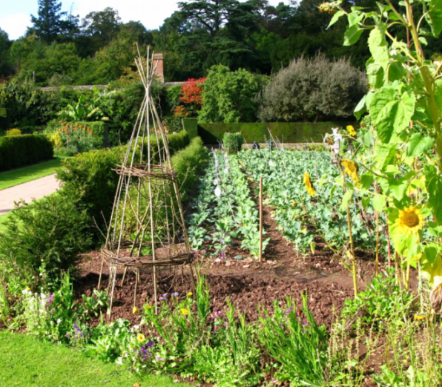 Large garden growing vegetables.PNG