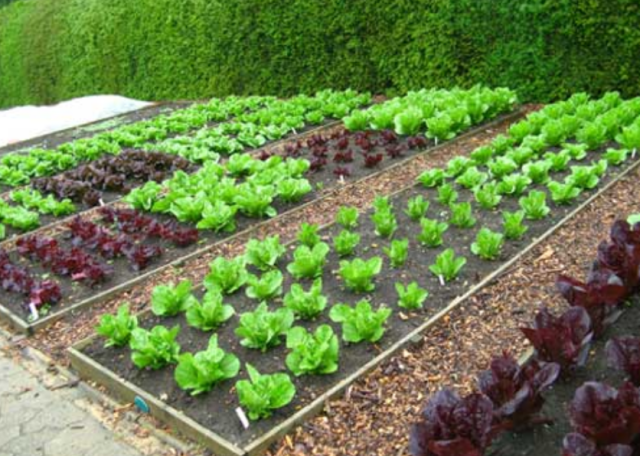Large raised beds garden with iceberg and lettuce.PNG