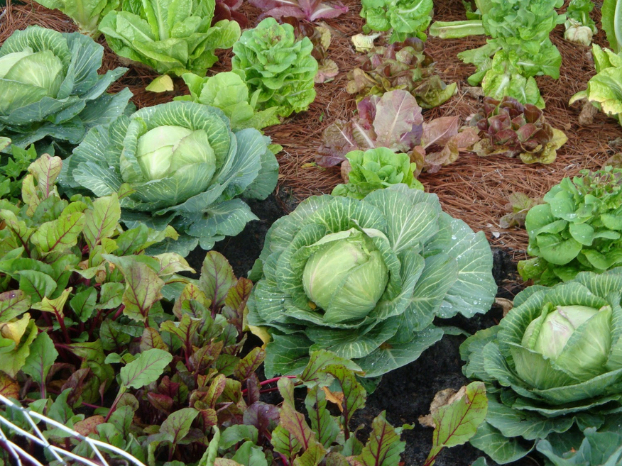 Lettuce, cabbage and other vegetable.PNG