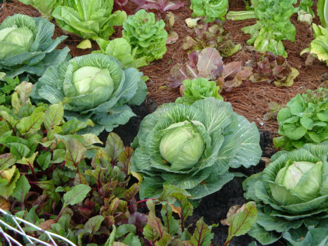 Lettuce, cabbage and other vegetable.PNG