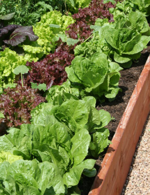 Lettuces garden pictures.PNG