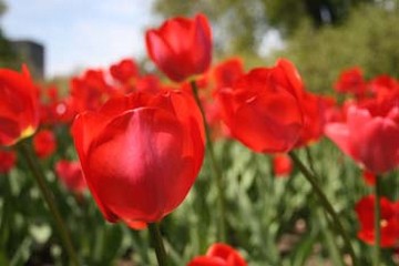 bright red Tulip flowers photo.jpg
