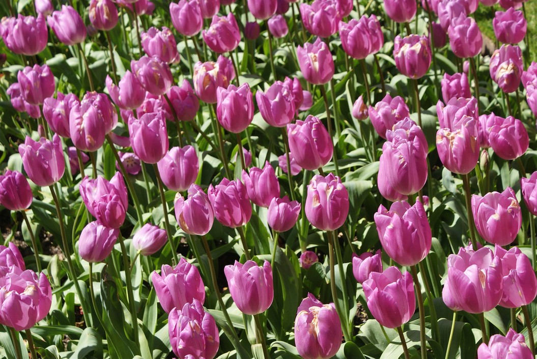 bright pink tulips photo.jpg