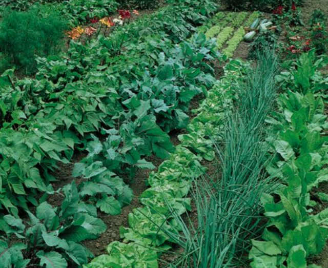 Beautiful vegetable garden pictures.PNG