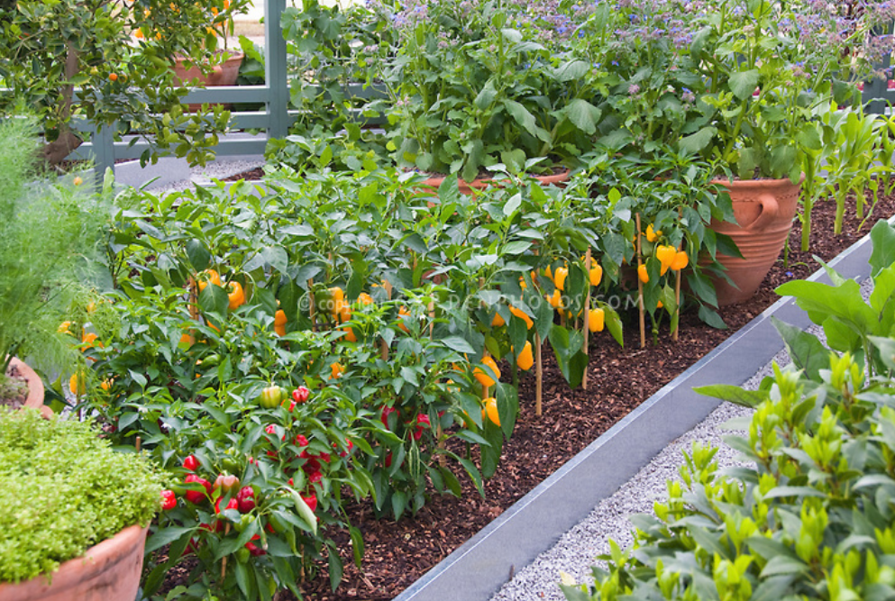 Beautiful vegetable gardens images.PNG