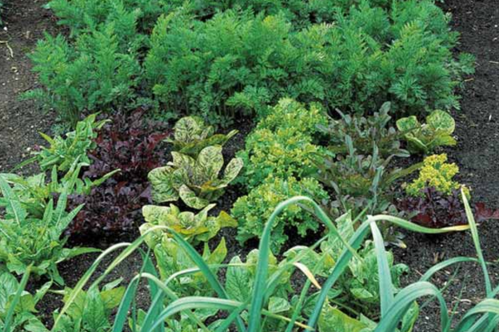 Carrots, lettuces and other vegetable garden pictures.PNG