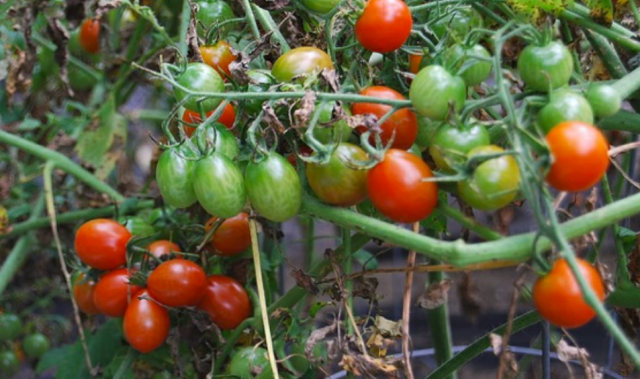 Cherry tomatoes plants pictures.PNG
