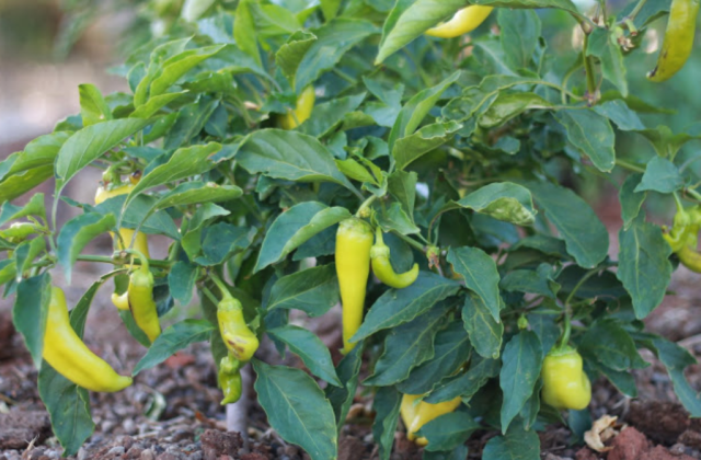 Chili trees pictures.PNG