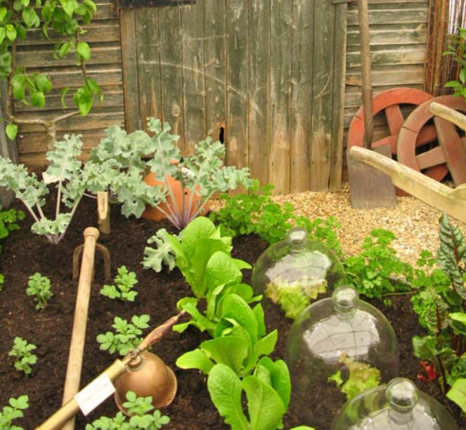 Cool vegetable garden picture.PNG