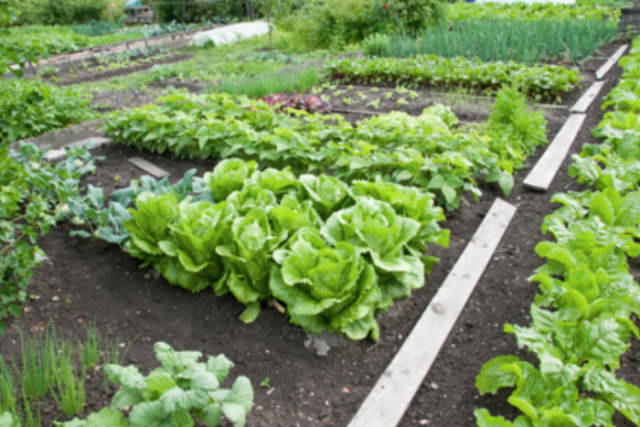 Easy vegetable garden ideas.PNG