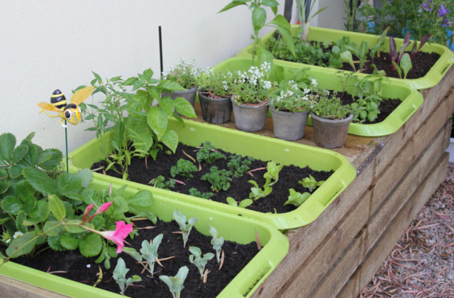 Flowers, vegetables and herbs garden pictures.PNG