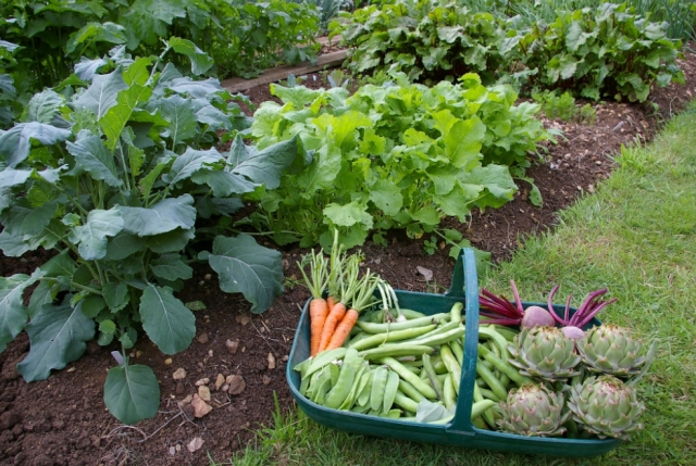 Fresh vegetables from home vegetable garden.PNG