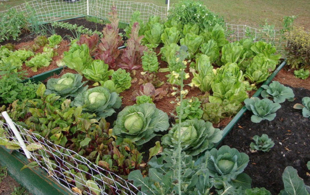 Backyard vegetable garden ideas.PNG