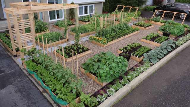 Beautiful modern vegetable island garden in the front yard.PNG