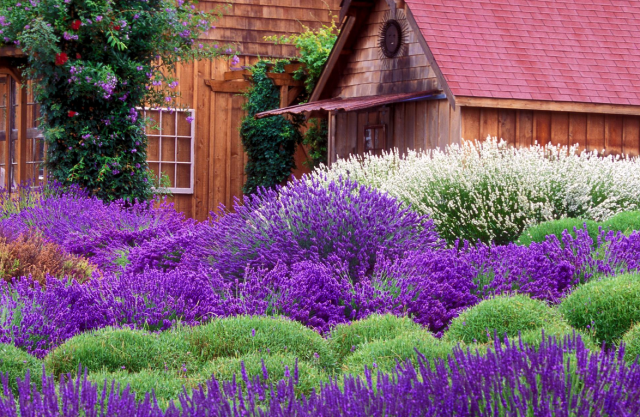 Bright purple garden_catchy garden picture.PNG