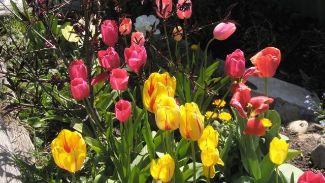 beautiful tulips photo.jpg
