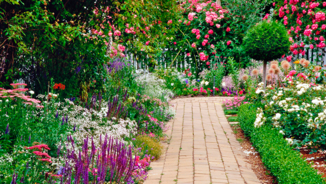 Garden flowers with full of purple, pink and white flowers.PNG