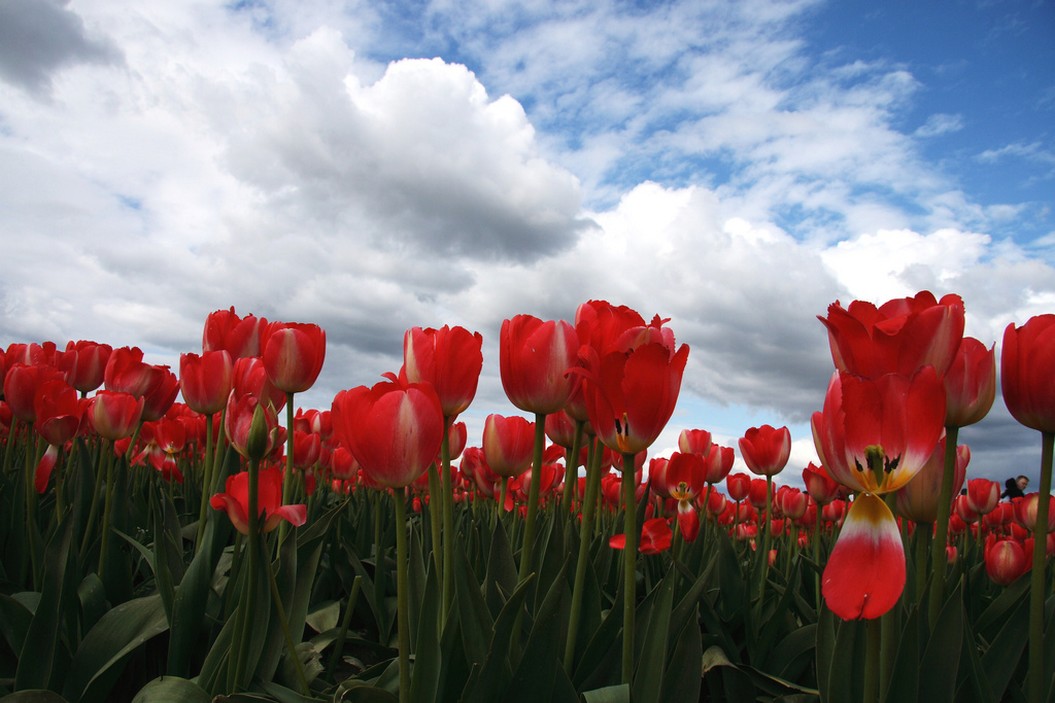 beautiful tulips field under the blue sky photo.jpg