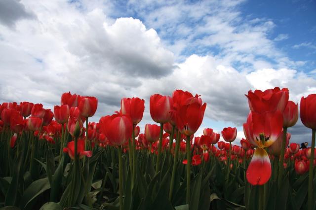 beautiful tulips field under the blue sky photo.jpg