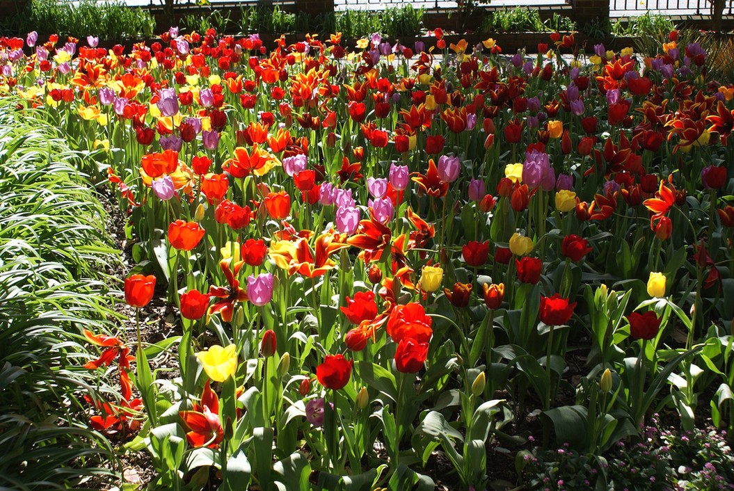 beautiful flowers garden.jpg