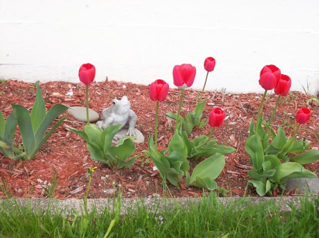 baby tulips in red.jpg