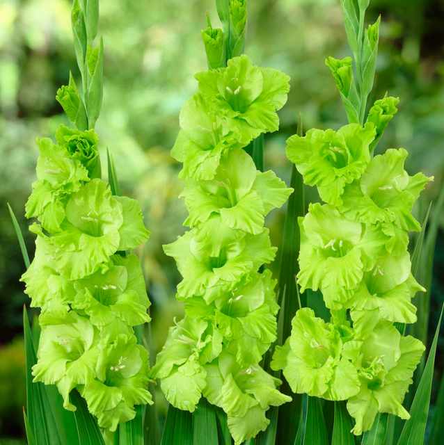 Green flowers bulbs.PNG