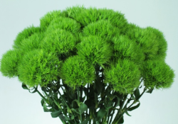 Green Flowers Pictures