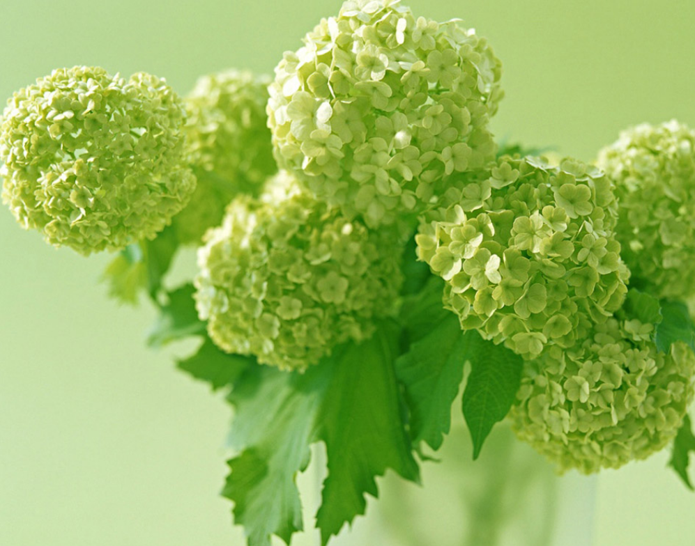 green hydrangeas.PNG
