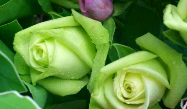 Green roses.PNG
