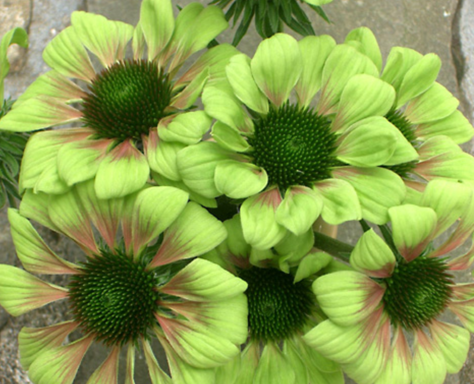 Picture of green flowers with orange touch.PNG