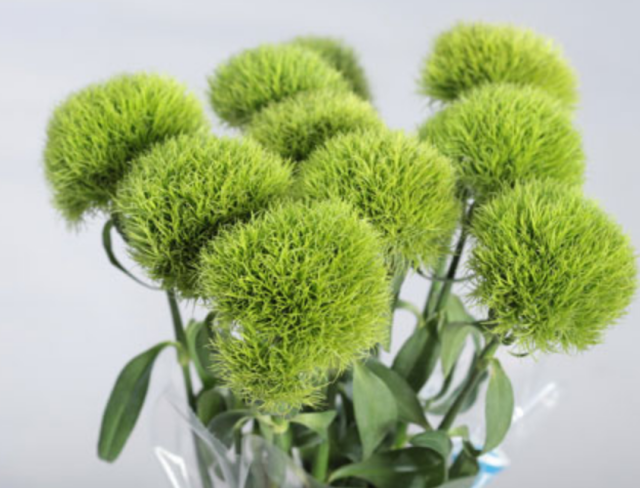 Picture of Green Trick Dianthus.PNG