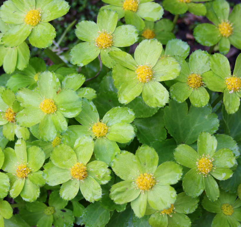 Woodland plants with green flowers and yellow in the centers.PNG