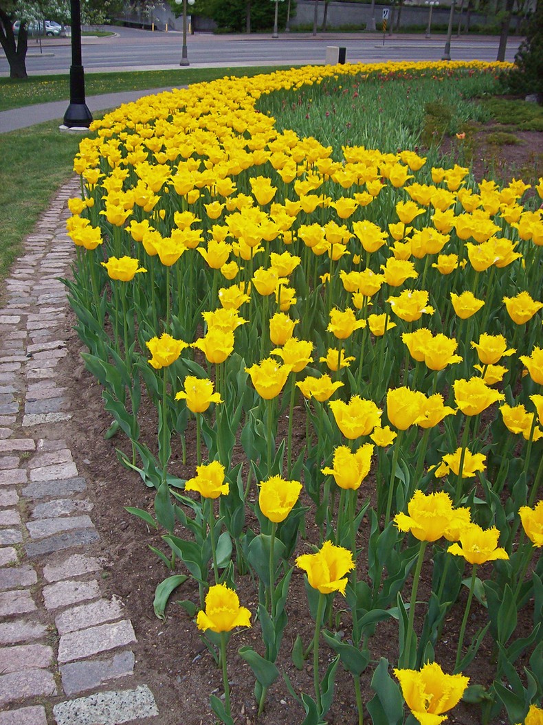 yellow tulips on city landscape picture.jpg