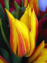 yellow and red two tones tulips photo.jpg