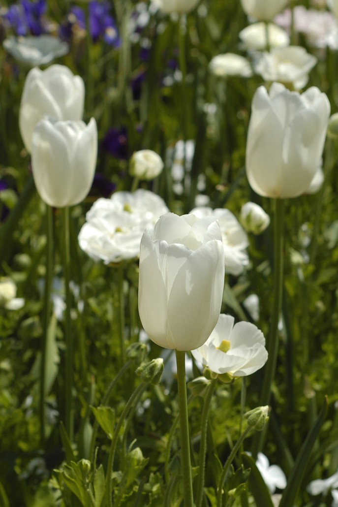 wild tulips photo.jpg