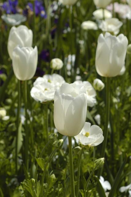 wild tulips photo.jpg