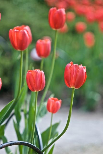 wild flower picture of Tulips.jpg