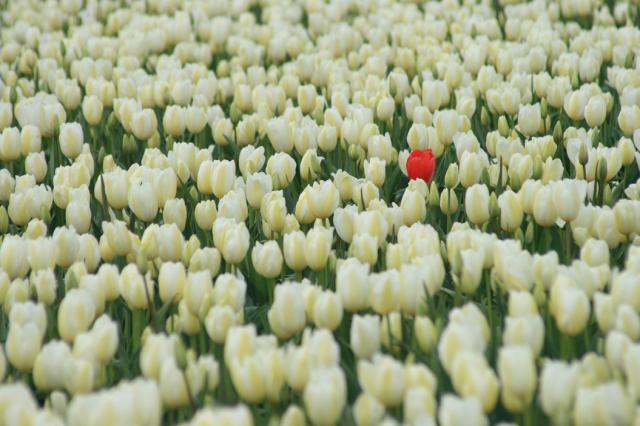 whtie and light yellow tulips field with one red tulip.jpg