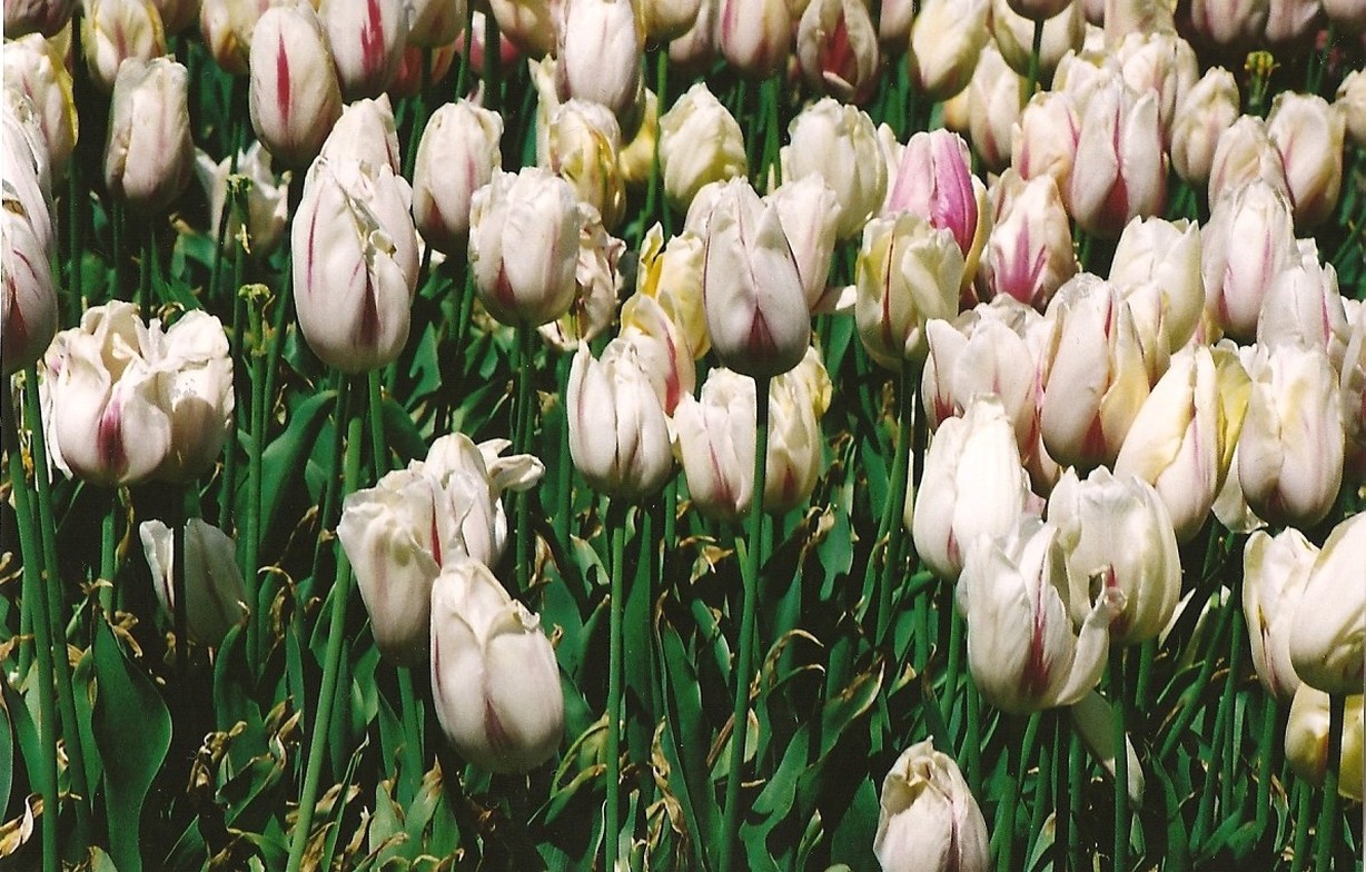 white tulips picture.jpg