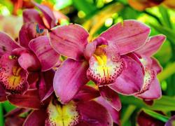 Orchid Flowers Gallery