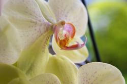 yellow orchids.jpg
