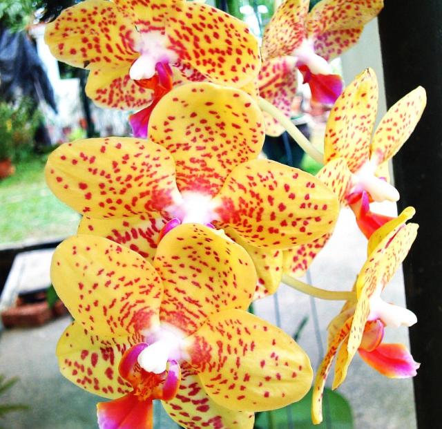 yellow orchids with red dots picture.jpg