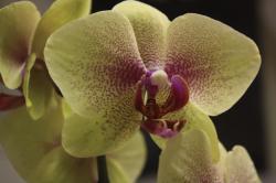 Yellow Orchid with purple centers.jpg